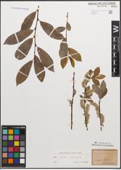 Foto von Salix caprea L. x Salix purpurea L.